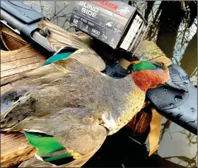  ?? (Arkansas Democrat-Gazette/Bryan Hendricks) ?? The handsome and elegant green-winged teal was the most plentiful species taken during a duck hunt Tuesday at Hampton’s Reservoir near DeWitt.