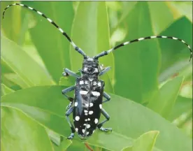  ?? Contribute­d photo ?? Asian Long-horned Beetle arrived in Canada via wood products. Fortunatel­y this species has not yet establishe­d in B.C.