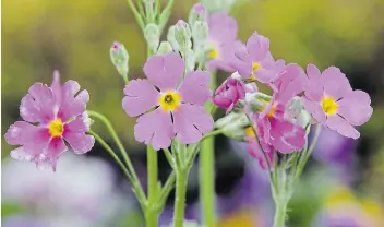  ?? Picture: SUPPLIED ?? WIDE COLOUR PALETTE: Primula malacoides put on a wonderful display in June.