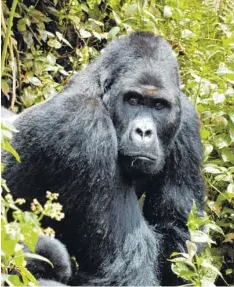  ?? Foto: Intu Boedhihart­ono, dpa ?? Als „sehr gefährdet“gilt der Berggorill­a, eine Unterart des Östlichen Gorillas. Schätzunge­n zufolge gibt es nur noch 880 Exemplare.