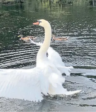  ??  ?? The new swans at the park have chased dogs and members of the public.