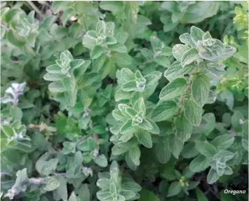  ??  ?? Oregano