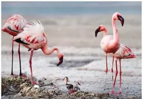  ??  ?? A ROMP: Elle Fanning as Catherine the Great, left. Below: Flamingoes in A Perfect Planet