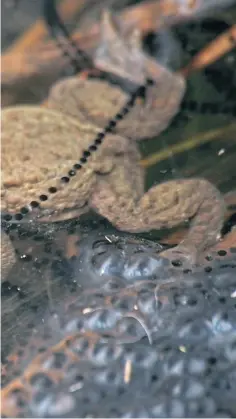  ??  ?? When common toads gather to mate, the male embraces the female and fertilises her long string of eggs