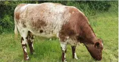 ??  ?? One of the prolific Shorthorn cows in John Clarke’s Doon Herd