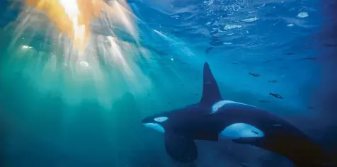  ?? Foto: Audun Rikardsen, dpa ?? Orcas können eine Länge von über neun Metern erreichen.