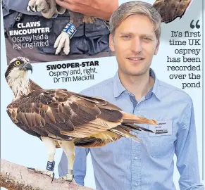  ?? ?? CLAWS ENCOUNTER Osprey had a leg ring fitted
SWOOPER-STAR Osprey and, right, Dr Tim Mackrill