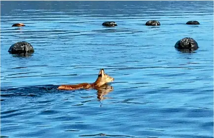  ?? PHOTO: SUPPLIED ?? This picture of the swimming deer attracted a lot of comments on the Aquacultur­e NZ Facebook page.