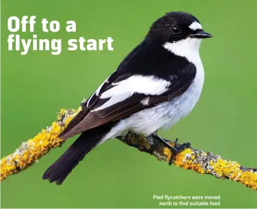  ?? JESUS GIRALDO GUTIERREZ/SHUTTERSTO­CK ?? Pied flycatcher­s were moved north to find suitable food