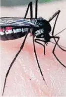  ??  ?? Un vector. El mosquito “haemagogus”.
