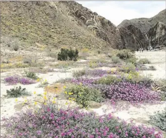  ?? PHOTO COURTESY OF IMPERIAL VALLEY MUSEUM DESERT MUSEUM ?? Desert Wildflower­s on IVDM Lowlanders hike.
