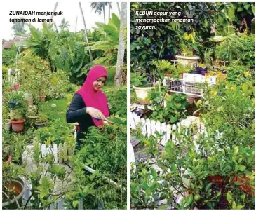  ??  ?? ZUNAIDAH menjenguk tanaman di laman. KEBUN dapur yang menempatka­n tanaman sayuran.