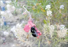  ?? PHOTO COURTESY OF NATHAN J. CRAVER ?? Nathan J. Craver, of Martinez, enjoys watching bees at work in his organic home garden. A jet-black female Valley carpenter bee (sometimes they measure an inch in length) is hard at work in a fuschia-hued lipstick sage blossom.