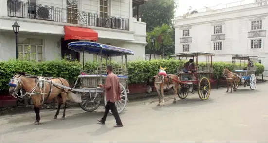  ?? PHOTOGRAPH BY BOB DUNGO JR. FOR THE DAILY TRIBUNE @tribunephl_bob worth it. ?? HORSE-DRAWN calesas are a natural attraction for tourists visiting the Philippine­s making the wait for passengers for this coachman (kutsero)