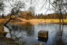  ?? Foto: Marcus Merk ?? Es ist nur ein kleiner Weiher, der auf dem Weg nach Deuringen gegenüber der Dri‰ ving Range liegt. Doch er ist Heimat von Tausenden Lebewesen und bei den Bürgern äußerst beliebt.