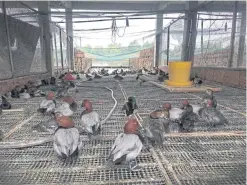  ??  ?? Common Pochards, mallards and Eurasian coots are reared in a water-fowl farm in Yugan in southeaste­rn Jiangxi province.