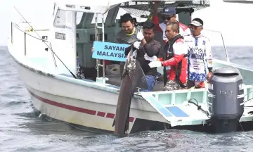  ??  ?? A participan­t lands a sailfish during the annual Royal Pahang Billfish Internatio­nal Challenge.