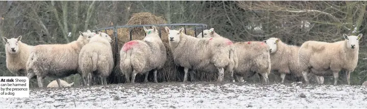  ??  ?? At risk Sheep can be harmed by the presence of a dog