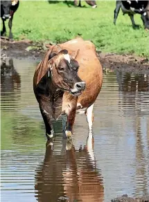  ??  ?? Can we make New Zealand rivers and lakes more swimmable by reducing cow numbers? Yes, we can.