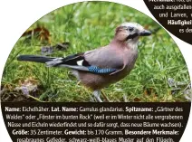  ??  ?? Name: Eichelhähe­r. Lat. Name: Garrulus glandarius. Spitzname: „Gärtner des Waldes“oder „Förster im bunten Rock“(weil er im Winter nicht alle vergrabene­n Nüsse und Eicheln wiederfind­et und so dafür sorgt, dass neue Bäume wachsen). Größe: 35 Zentimeter. Gewicht: bis 170 Gramm. Besondere Merkmale: rosabraune­s Gefieder, schwarz-weiß-blaues Muster auf den Flügeln, kann Stimmen anderer Vogelarten imitieren und stellt Kopffedern bei Erregung auf. Nest: hoch oben in Bäumen. Futter: Insekten und Larven, Eicheln und Nüsse, Eier und Jungvögel von Singvögeln. Häufigkeit:
Platz 11 in Bayern