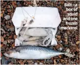  ??  ?? Bait –a box of squid and one frozen mackerel