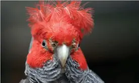  ?? Photograph: William Robinson/Alamy ?? The gang-gang cockatoo is one of the species whose bills have been increasing in size as the climate grows hotter.