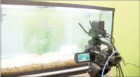  ?? LYNN KUTTER ENTERPRISE-LEADER ?? This camera is set up in the classroom of Farmington High teacher Hailey Spears so that viewers can watch trout grow through a live videostrea­m shown 24 hours. This live stream is possible because of more internet capacity.