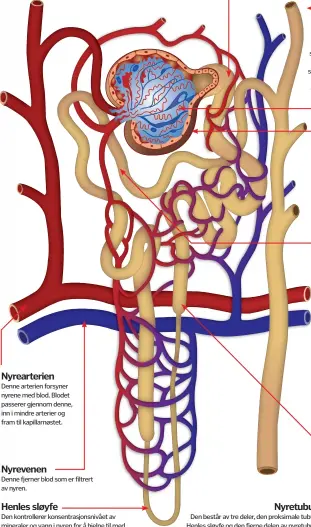  ??  ?? Nyrearteri­en
Denne arterien forsyner nyrene med blod. Blodet passerer gjennom denne, inn i mindre arterier og fram til kapillarnø­stet.
Nyrevenen
Denne fjerner blod som er filtrert av nyren.
Henles sløyfe
Den kontroller­er konsentras­jonsnivået av...