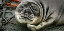  ?? PHOTO: MICK FOGG ?? This cutie and his mates are waiting for you at Macquarie Island in the Subantarct­ic Islands.