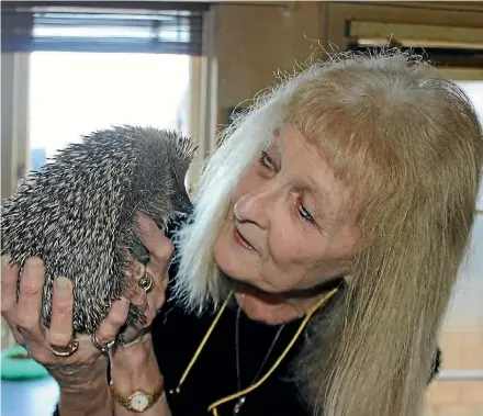  ?? CATRIN OWEN/FAIRFAX NZ ?? Monique Jones has nursed Ringo the hedgehog back to health in her Royal Oak home.