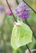  ??  ?? A brimstone butterfly on scabious and right, a Jersey tiger moth butterfly – a recent arrival in Kent