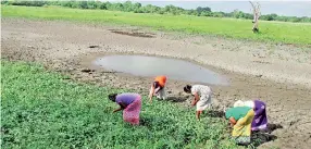  ??  ?? Puttalam: No relief from the drought until at least the April inter-monsoonal rains, weather forecaster­s say. Pic by Jayaratne Wickremaar­achchi