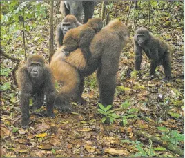  ?? The Associated Press ?? This photo taken by a camera trap shows Cross River gorillas in the Mbe Mountains of Nigeria on June 22. Only around 300 Cross River gorillas were known to be alive at one point in the isolated mountainou­s region in Nigeria and Cameroon.