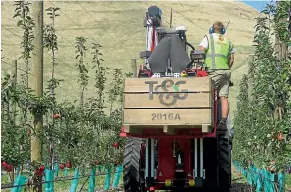  ??  ?? A robotic apple picker is making its commercial debut in Hawke’s Bay.