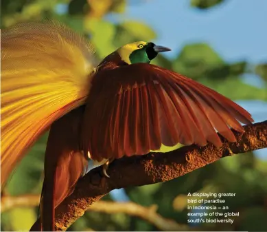  ?? ?? A displaying greater bird of paradise in Indonesia – an example of the global south’s biodiversi­ty