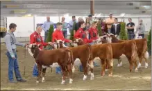  ?? ANDREA PEACOCK/The Daily Courier ?? Contestant­s show off their heifers at the fair.