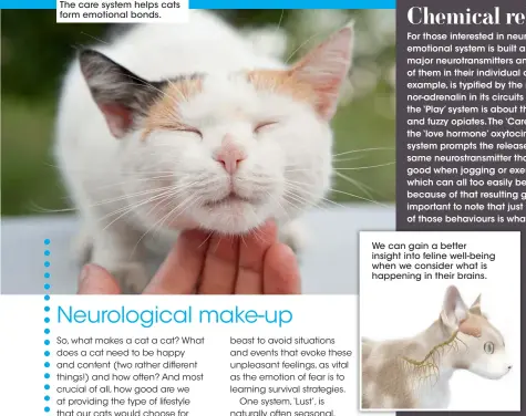  ?? ?? We can gain a better insight into feline well-being when we consider what is happening in their brains.