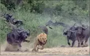  ?? Picture: DAVE WOOLLACOTT ?? African Cape buffalos decide to teach the king of the jungle a lesson.