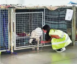  ?? REUTERS ?? Uno de los animales de compañía recogido por las ong