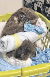  ??  ?? Sooty is among victims of the Australian bushfires currently being cared for by Port Stephens Koalas. He suffered burns to his nose, ears, hands and feet.