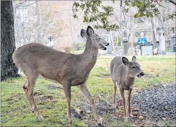  ?? SUBMITTED PHOTO ?? Some of the many deer wandering into urban spaces around Nova Scotia.