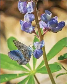  ?? PHOTO PROVIDED ?? The Wilton Wildlife & Preserve Park is home to the largest population of endangered Karner blue butterflie­s in the Northeast.