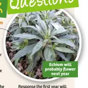  ??  ?? Echium will probably flower next year