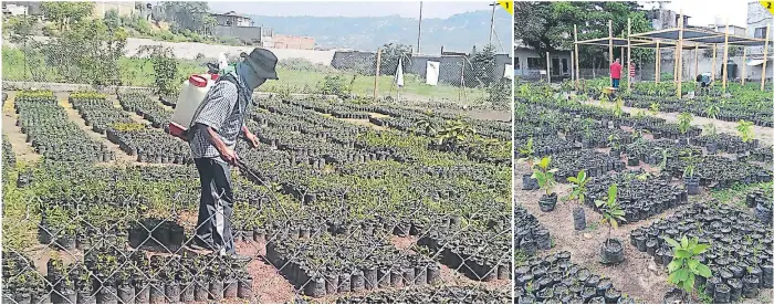  ?? FOTOS: EL HERALDO ?? 1 2 (1) El vivero de La Sosa es el que permitirá reforestar varias colonias de la capital con plantas frutales. (2) Un grupo de trabajador­es se ha encargado del mantenimie­nto de las plantas.