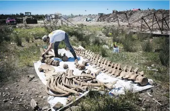  ?? PHOTOS: MELISSA RENWICK/THE CANADIAN PRESS ?? Mike deRoos, owner of Cetacea Contractin­g, brushes off the dirt from the bones of a grey whale that was buried at the Alberni-Clayoquot Regional District landfill in Ucluelet.