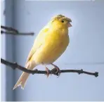  ??  ?? The Gloster canary