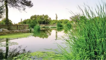  ?? LA RAZÓN ?? En el parque de El Recorral de Rojales (Alicante) se han construido 5 lagunas y suponen un gran humedal