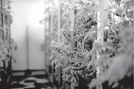  ?? [THE OKLAHOMAN ARCHIVES] ?? Marijuana is shown at a growing facility in 2019.