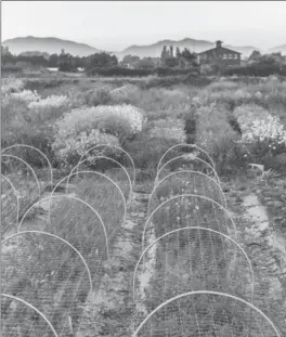  ?? MICHELE M. WAITE, CHRONICLE BOOKS VIA AP ?? An overview of Erin Benzakein’s Floret Farms in full bloom in Mount Vernon, Wash. The photo is also featured in her book.