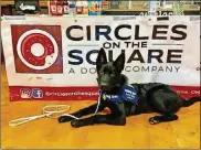  ?? MORGAN KOWALSKI ?? Hagridwait­s patiently for a treat at Circles on the Square donut shop in Medina. Hagrid is being trained as a service dog for the blind.